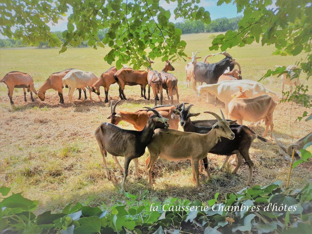 La Causserie, 2 Chambres D'Hotes, 2 A 4 Invites, Pour Vous Seuls 格拉马 外观 照片